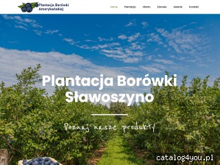 Plantacja Borówki Amerykańskiej - borówka amerykańska screen